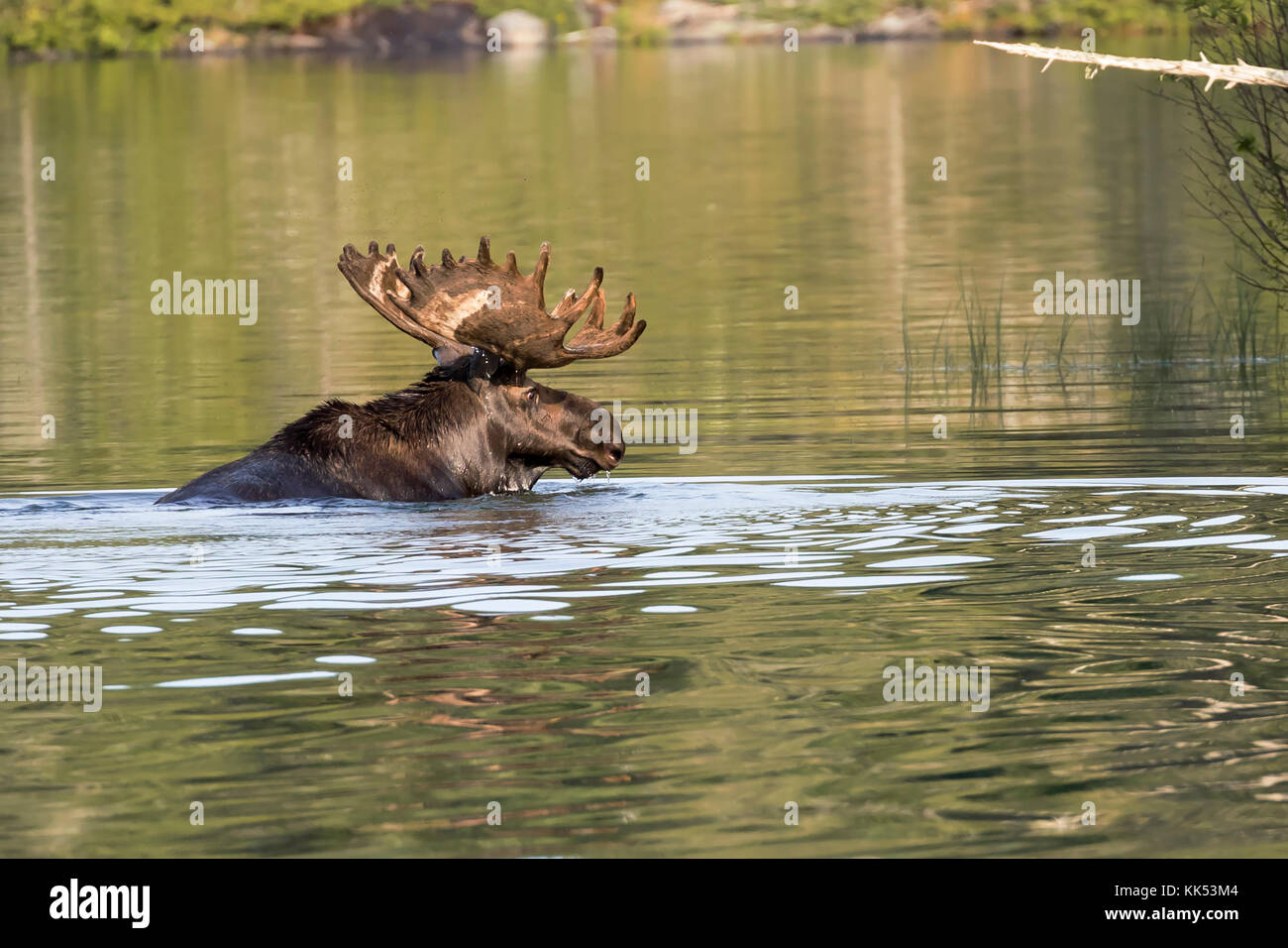 Alci (Alces alces) nuoto in tobin Harbour, isola royal national park, lago superior Foto Stock