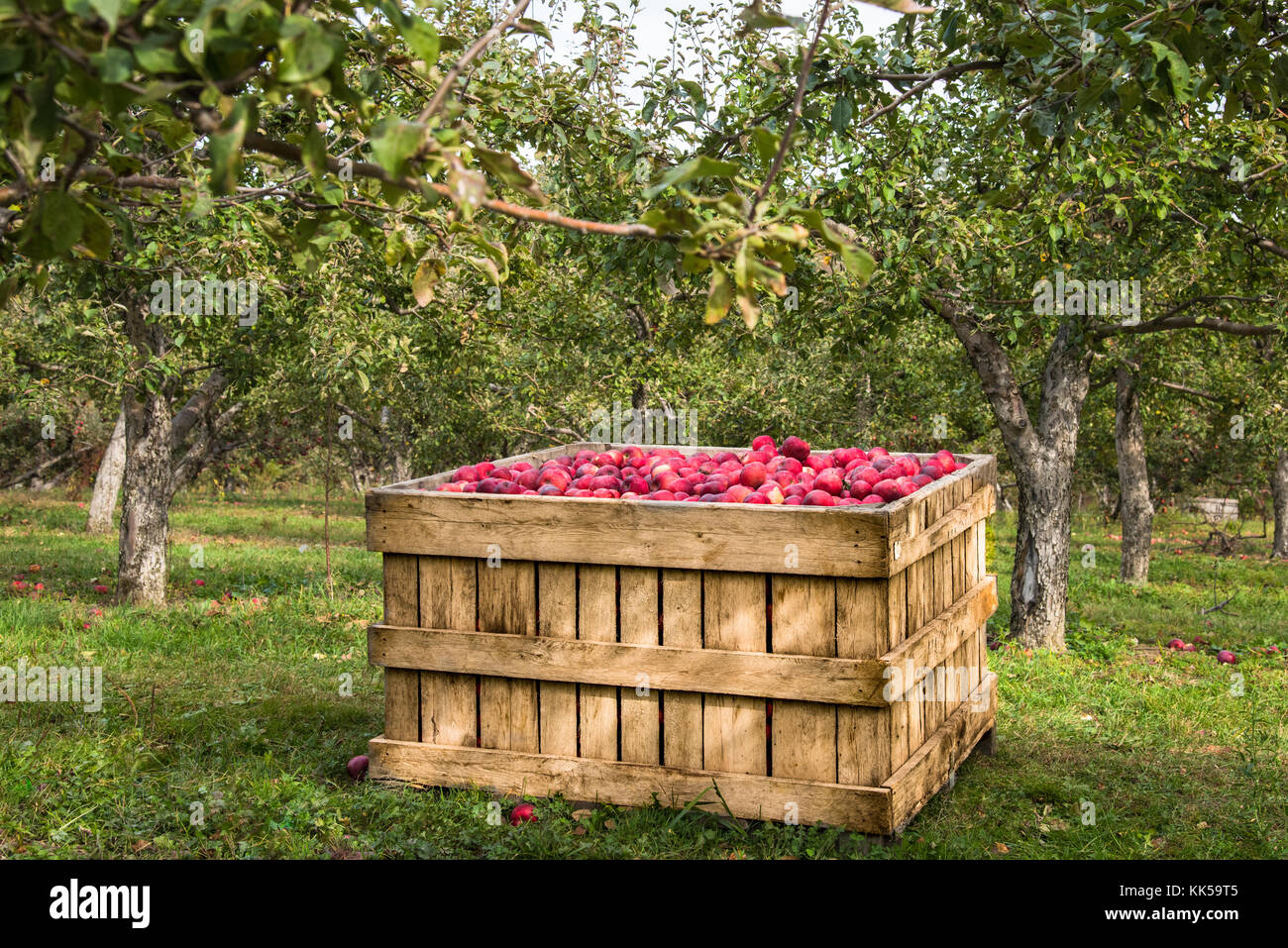 Apple farm, una scatola piena di mele. Foto Stock