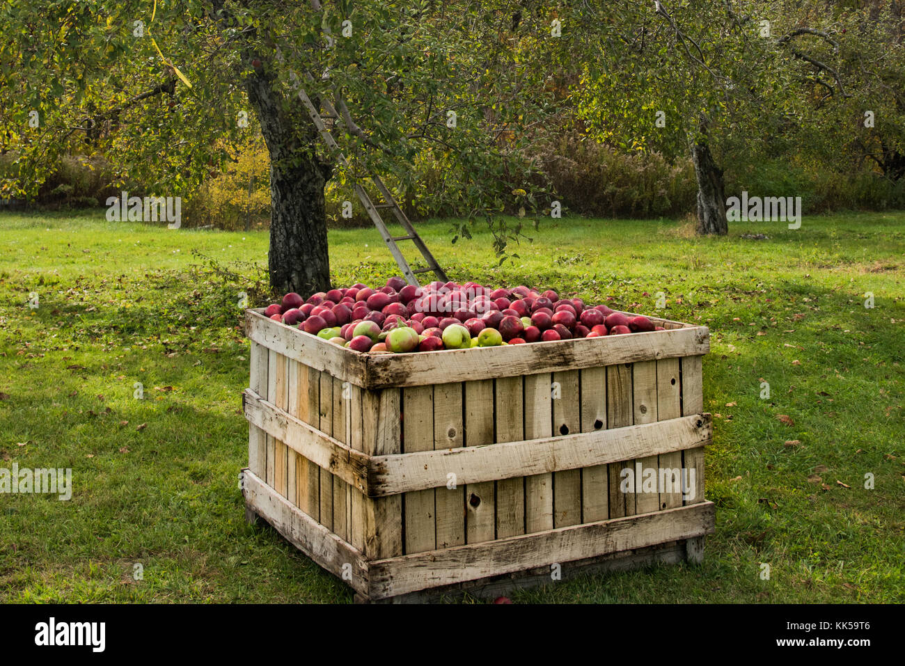 Apple farm, una scatola piena di mele. Foto Stock