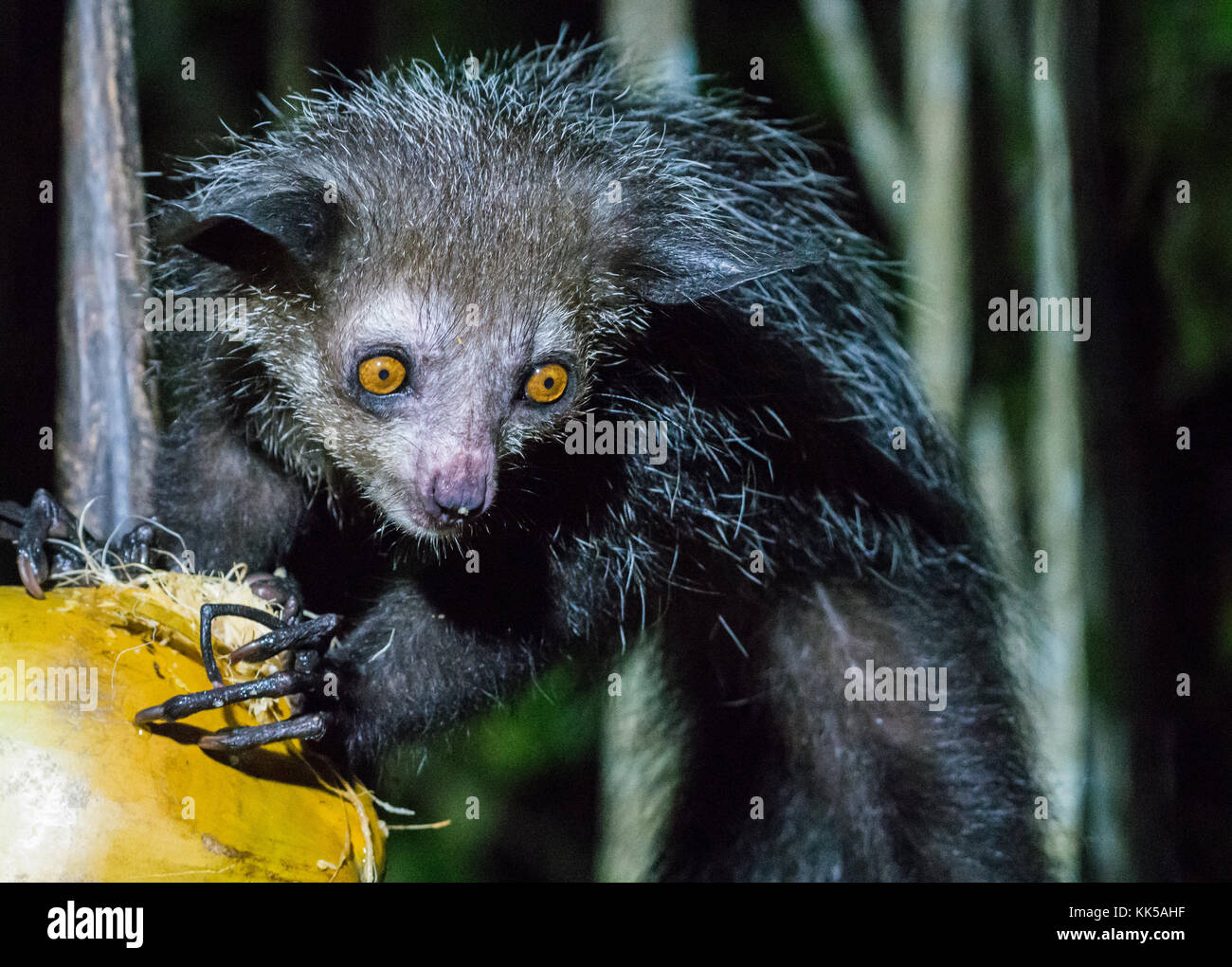 L'Aye Aye, Daubentonia madagascariensis, un lemure notturno nativo del Madagascar, africa. Foto Stock