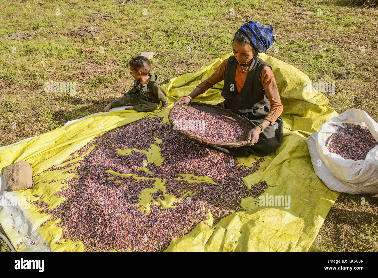 Scala piccola agricoltura nella parte superiore della valle Tsum, Distretto di Gorkha, Nepal Foto Stock