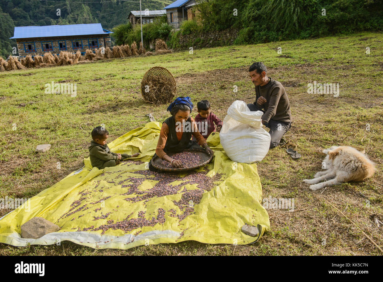 Scala piccola agricoltura nella parte superiore della valle Tsum, Distretto di Gorkha, Nepal Foto Stock