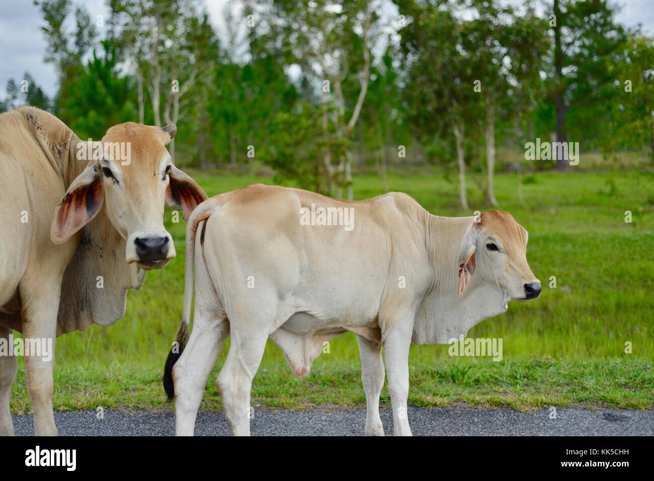 Wallaman cade in girringun national park, Queensland, Australia Foto Stock