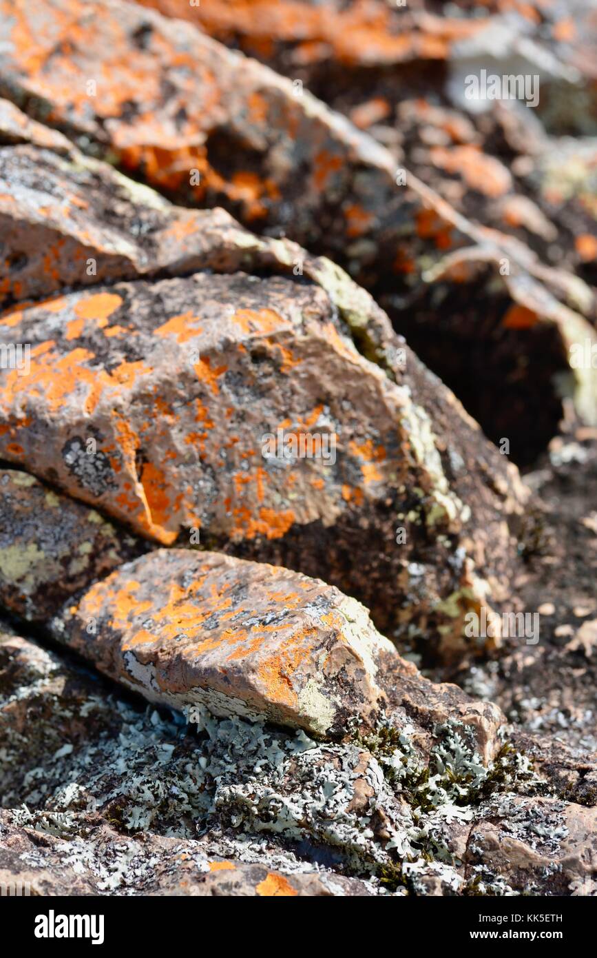 Il lichen coperto rocce vicino a Stony creek, wallaman cade. girringun national park, Queensland, Australia Foto Stock