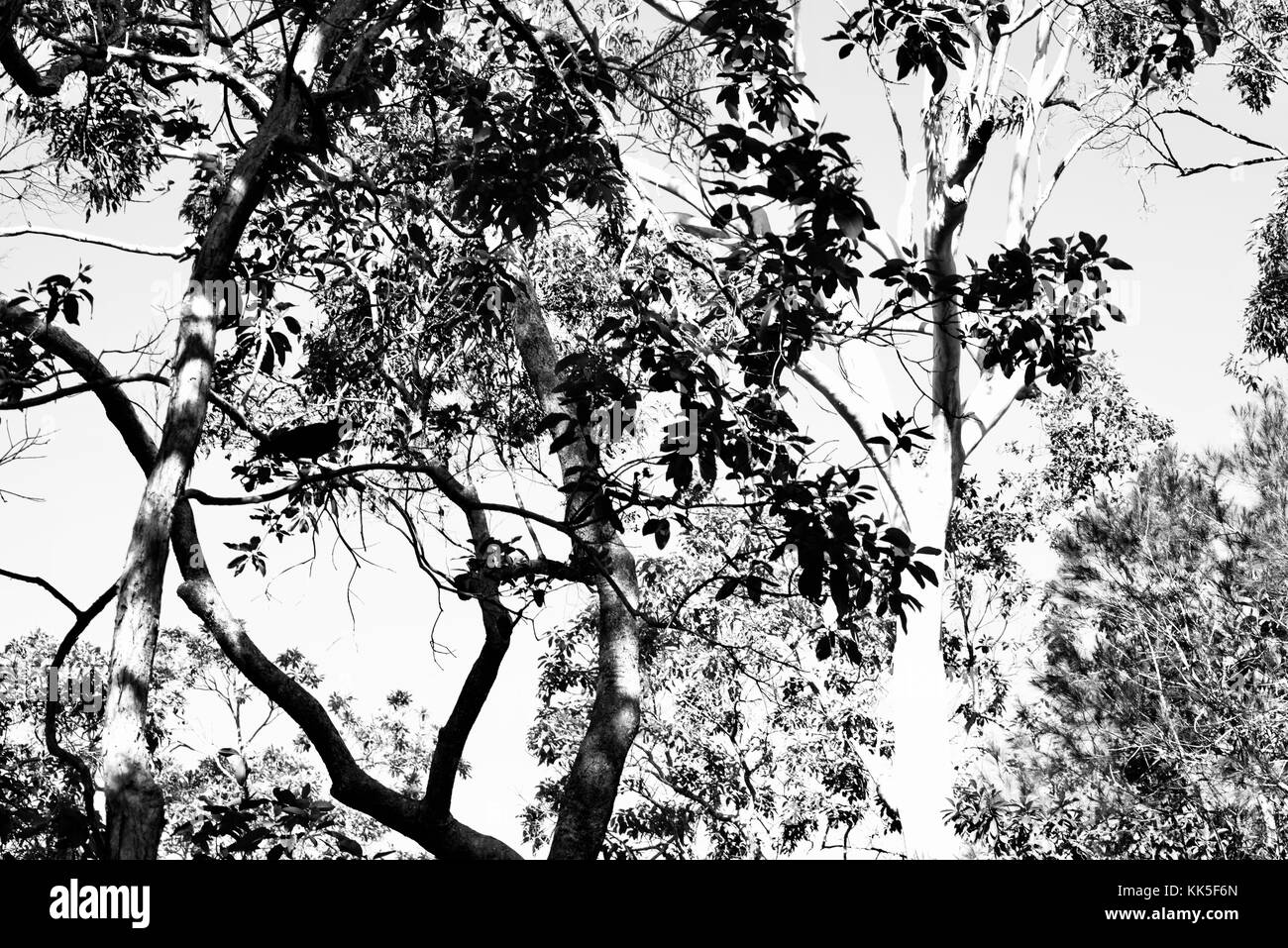 Wallaman cade in girringun national park, Queensland, Australia Foto Stock
