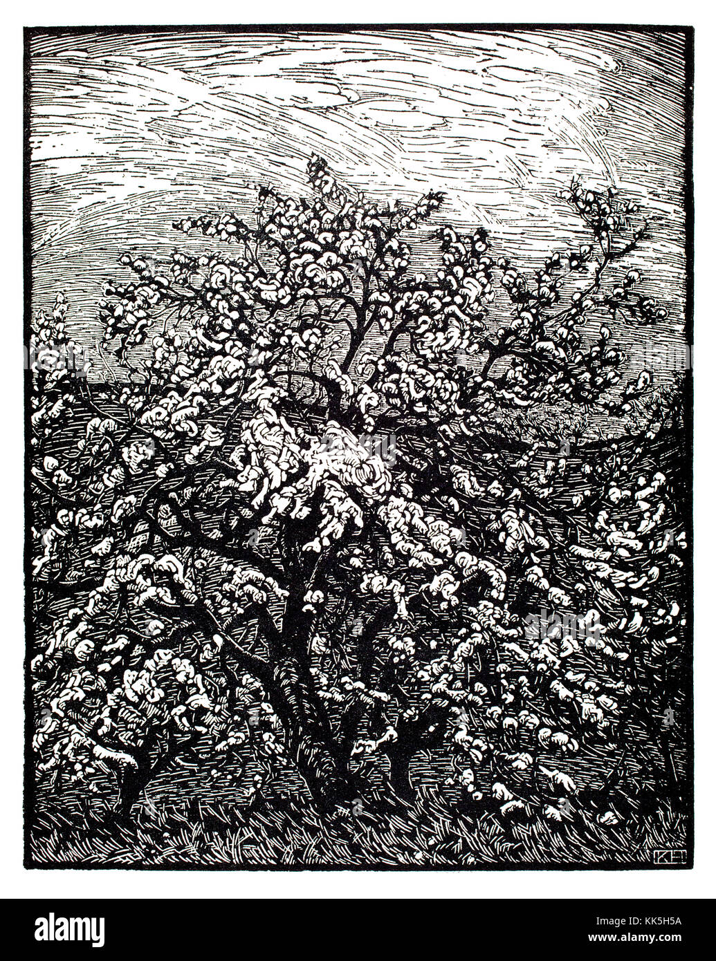 Blossom 1920s xilografia illustrazione dell'artista tedesco Karl Henneman Foto Stock