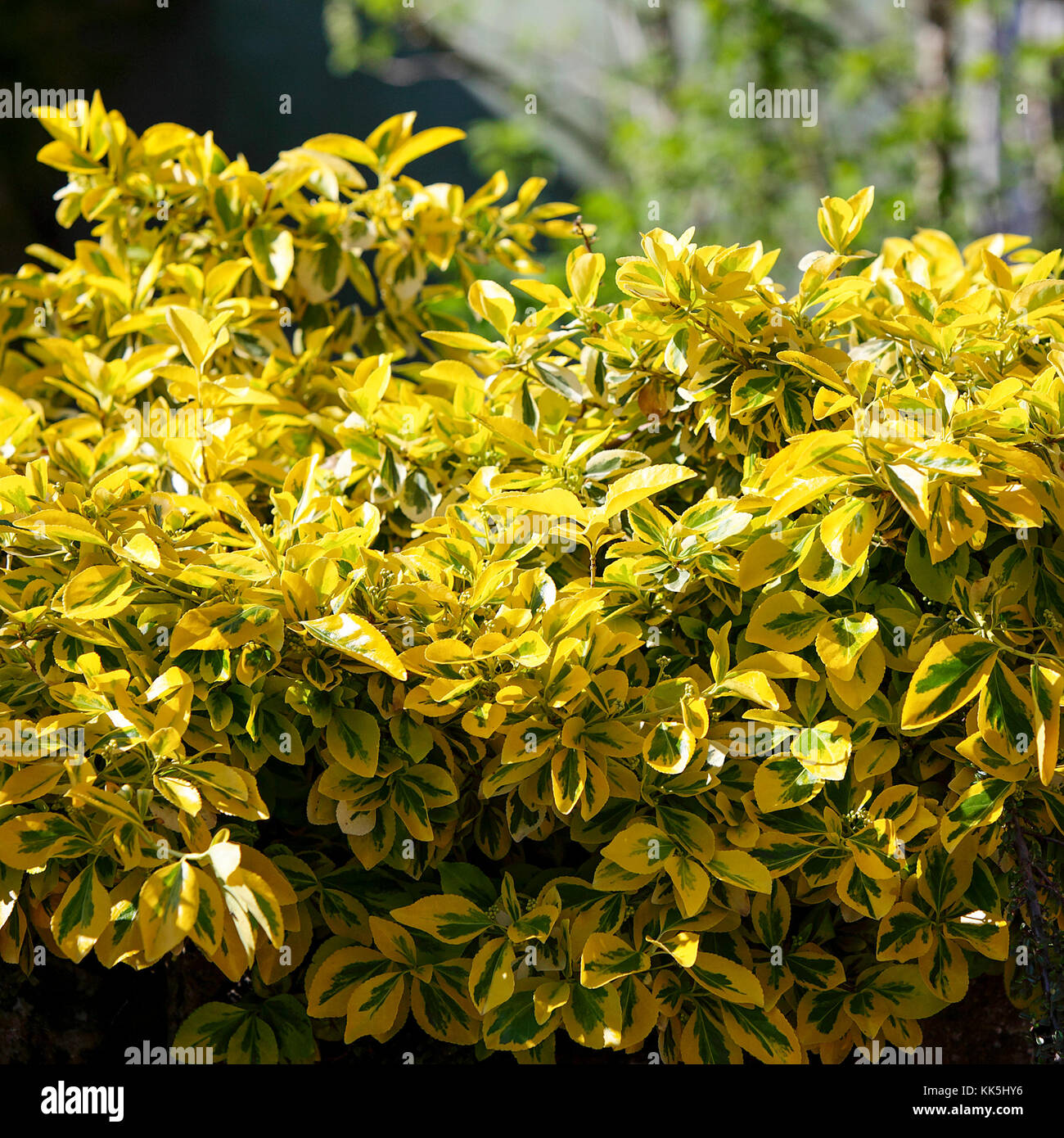Beautiful Golden ligustro bagnata dal sole estivo, visto in Acton Burnell, Shropshire, Inghilterra. Foto Stock