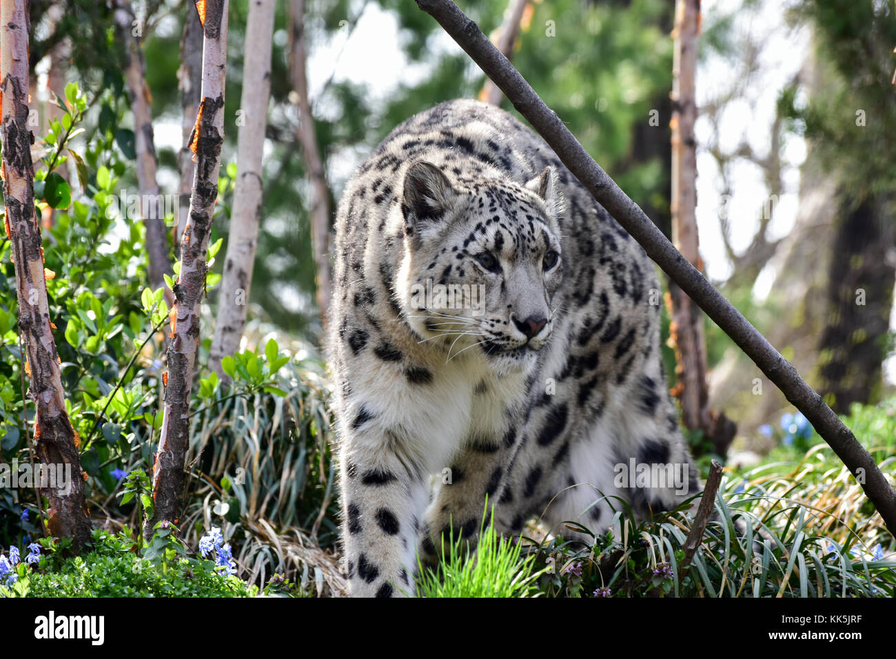 La snow leopard o oncia è un grande cat nativa per le gamme della montagna dell'Asia centrale e meridionale. Foto Stock