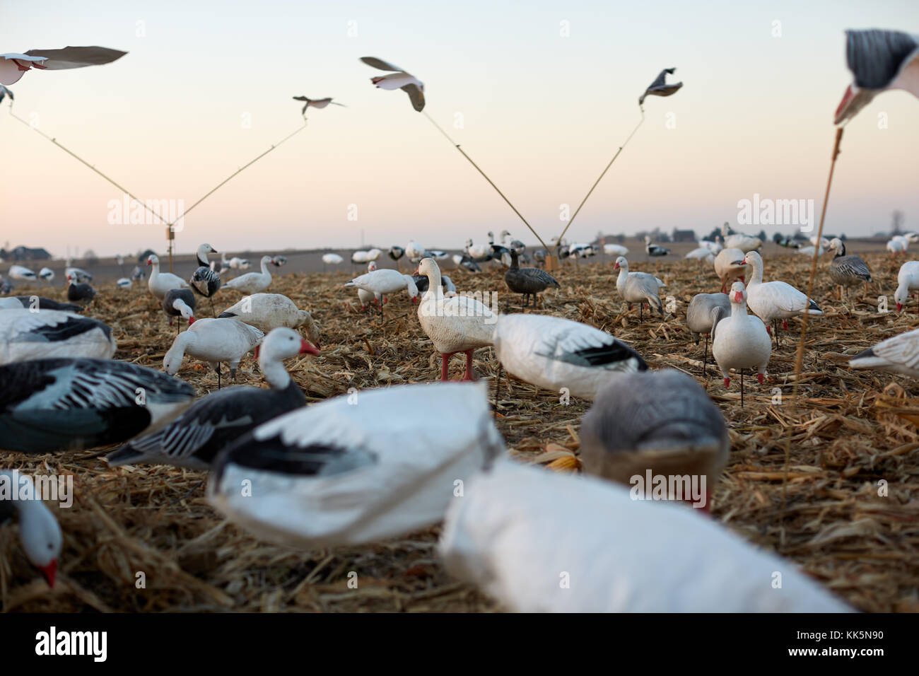 Basso angolo di visione degli uccelli acquatici decoy distribuito nel deserto on Grassy wetland terreno simulando un gregge di anatre e oche con alcuni in volo a Foto Stock