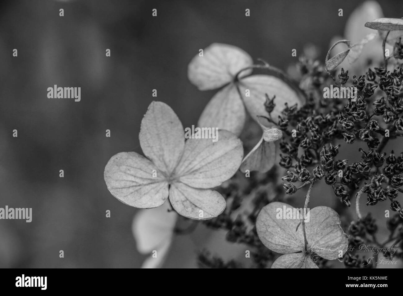 Alcuni fiori che accadono a guardare come le foglie Foto Stock