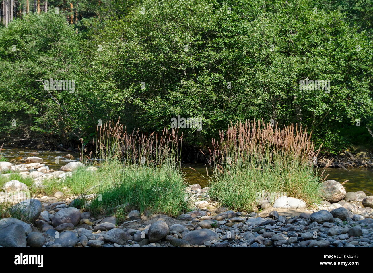 Bellissima vista della foresta autunnale e il fiume iskar in montagna Rila, bulgaria, europa Foto Stock