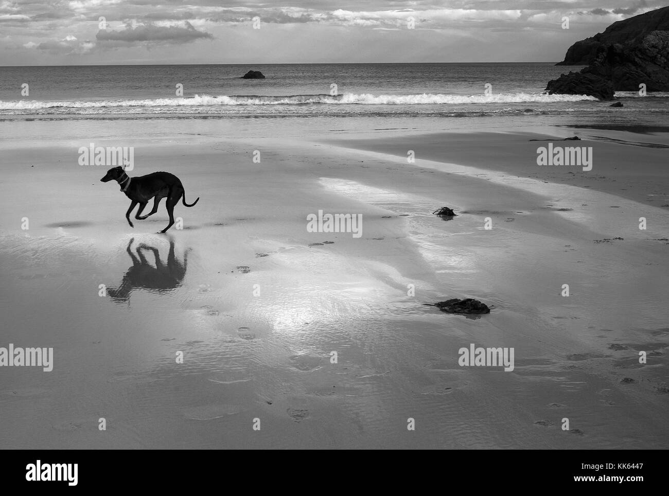Grayhoung running free, Sango Sands, Durness, Scozia Foto Stock