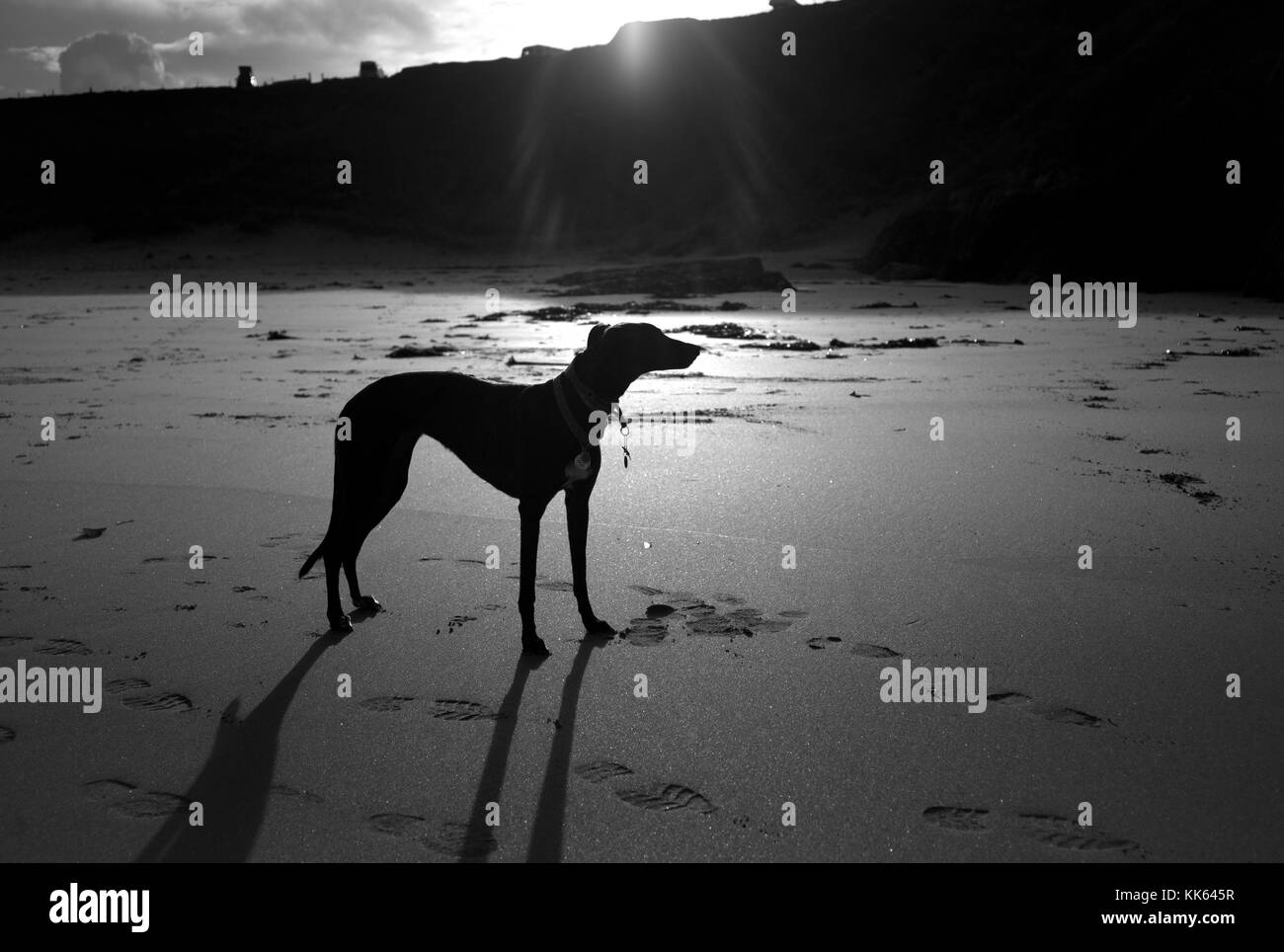 Grayhoung running free, Sango Sands, Durness, Scozia Foto Stock