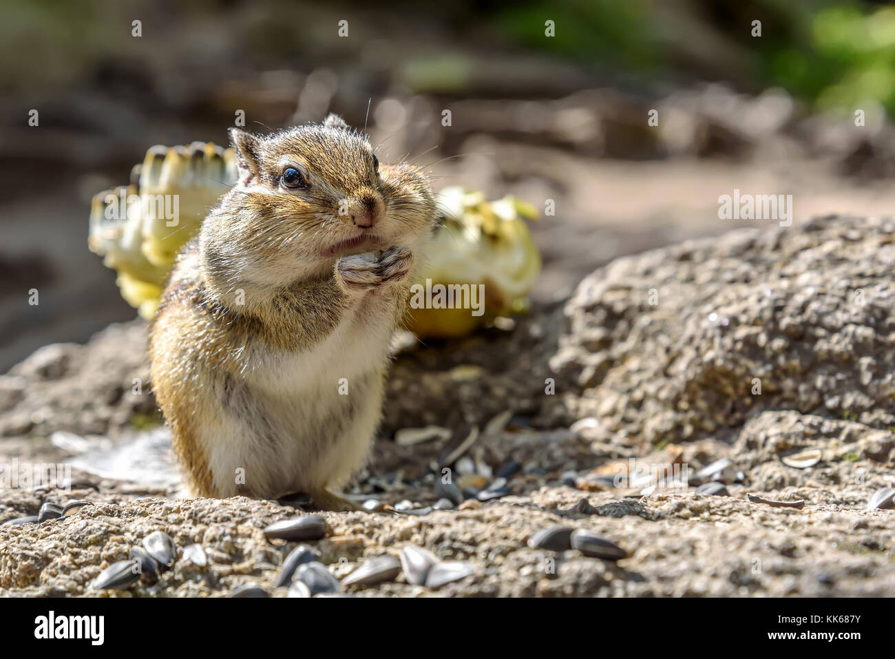 Un piccolo simpatico scoiattolino con spessi guance sorge e si nutre di semi di girasole Foto Stock