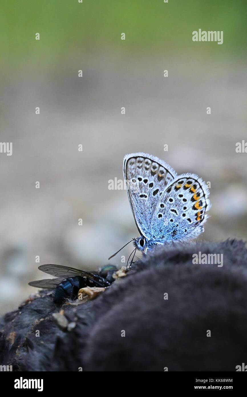 Argento-blu chiodati farfalle, plebejus argus, nella ricerca di sali e minerali su una carcassa di una mole di morti. Foto Stock