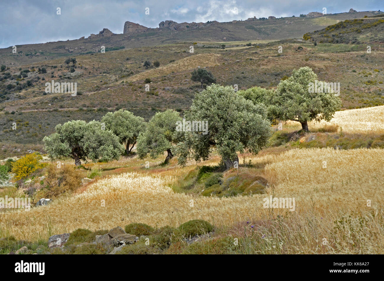 Il selvaggio e aspro paesaggio di akamas area di conservazione paphos cipro con alberi di olivo e piccoli campi di grano rendendo difficoltosa l'agricoltura, Foto Stock