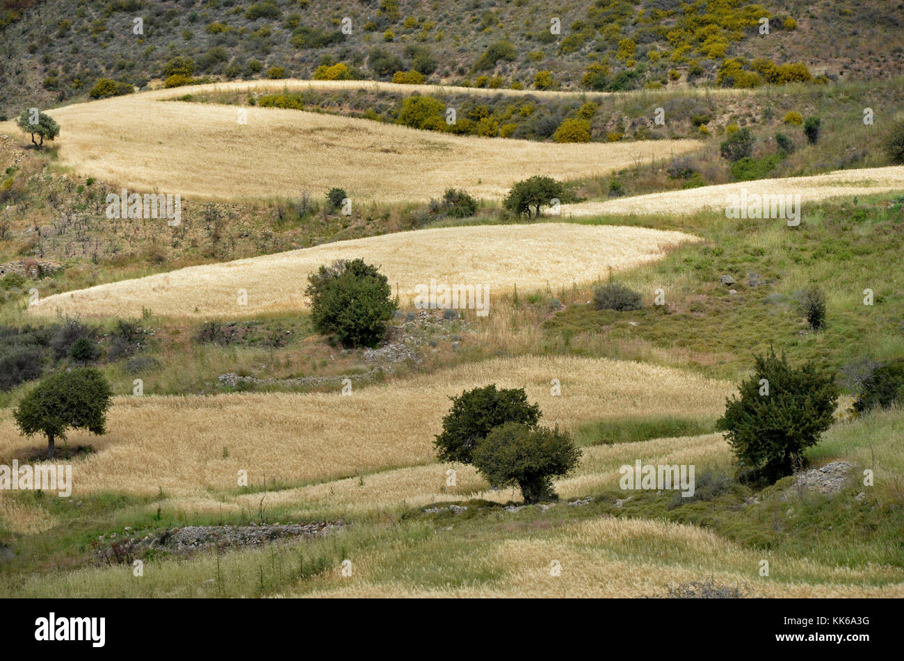 Il selvaggio e aspro paesaggio di akamas area di conservazione paphos cipro con alberi di olivo e piccoli campi di grano rendendo difficoltosa l'agricoltura, Foto Stock