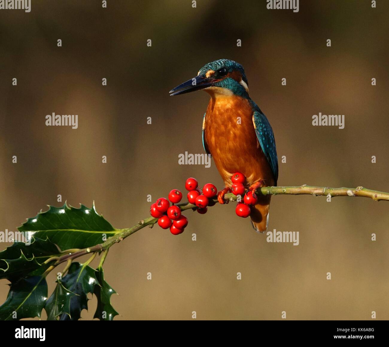 Kingfisher natale Foto Stock