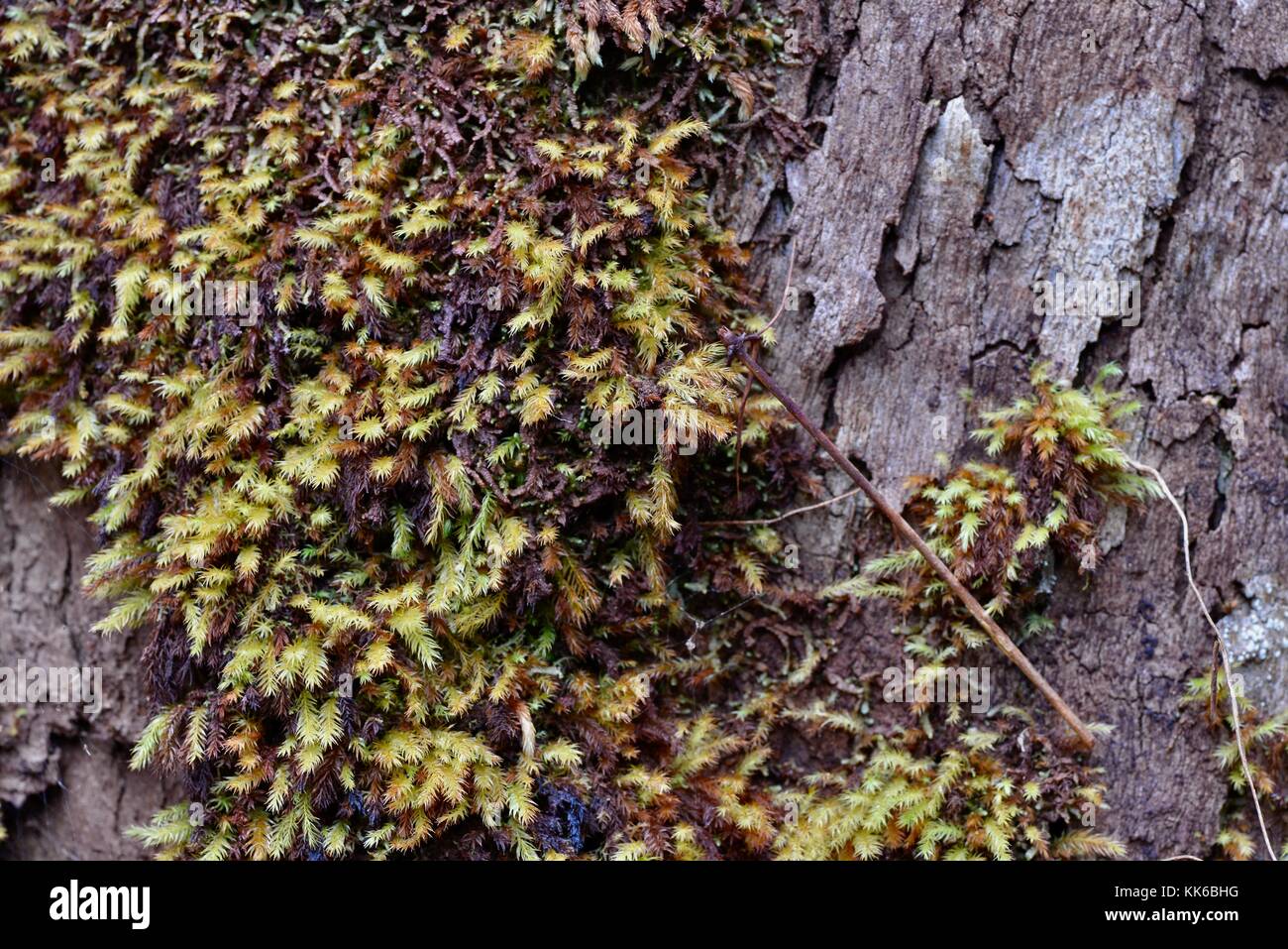 Wallaman cade in girringun national park, Queensland, Australia Foto Stock