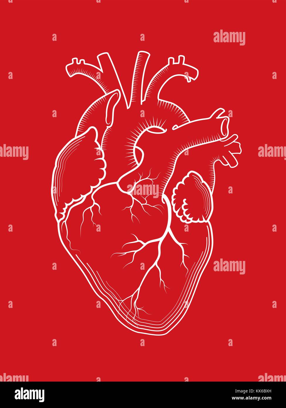 Cuore. L'organo umano interno, struttura anatomica. Disegno con contorno rosso dettagliato, stampa incisa. Illustrazione Vettoriale