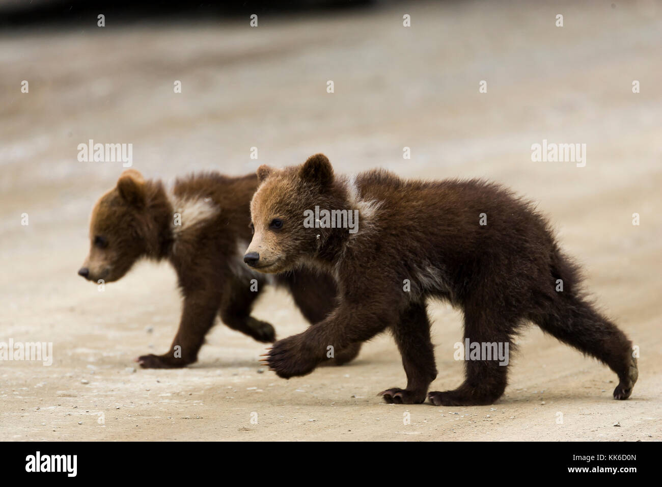 Orso grizzly (Ursus arctos) due cuccioli dell anno che attraversano il parco strada in throfare pass, Parco Nazionale di Denali Foto Stock Orso grizzly (Ursus arctos) due cuccioli dell anno che attraversano il parco strada in throfare pass, Parco Nazionale di Denali Foto Stock
