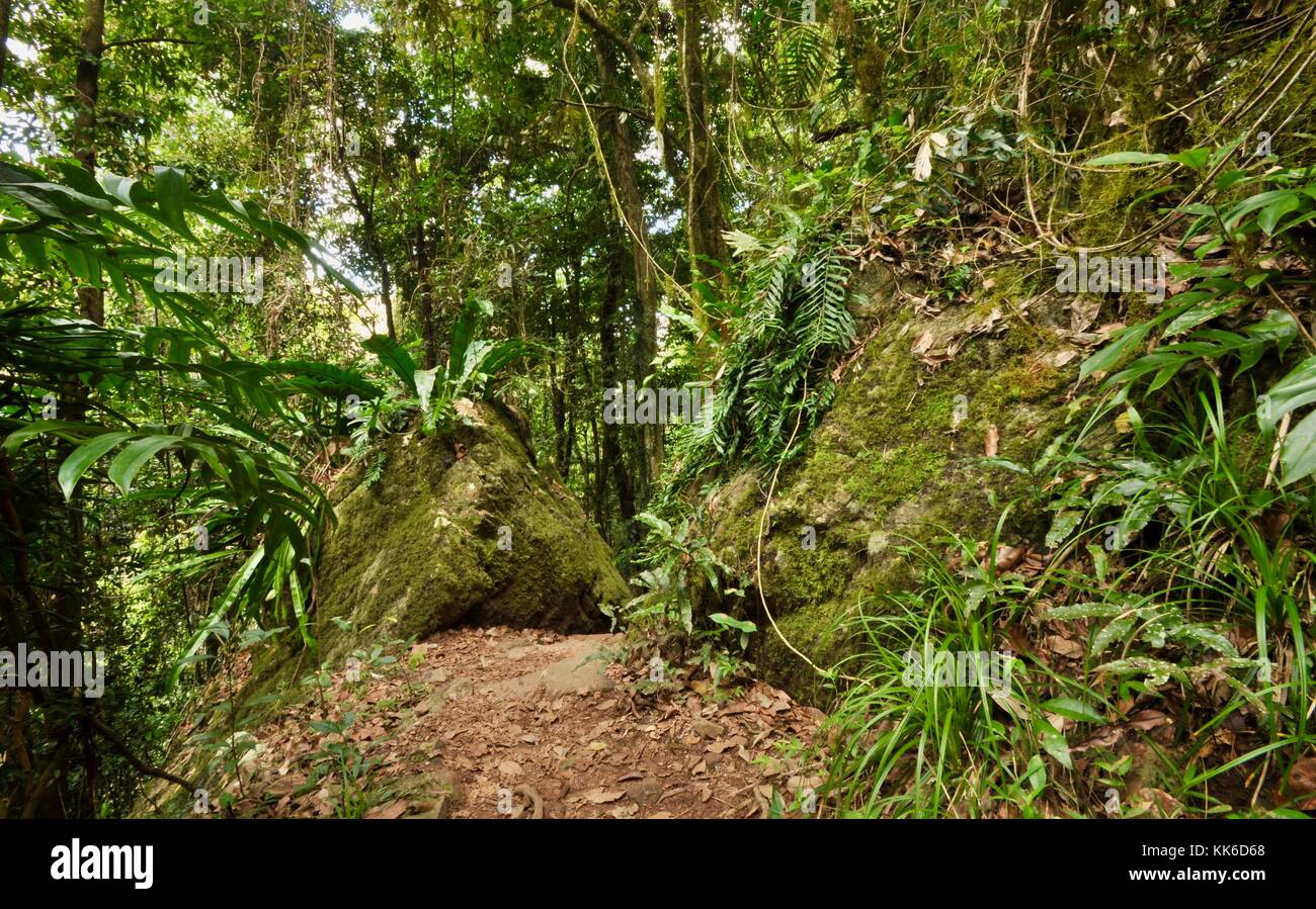 Wallaman cade in girringun national park, Queensland, Australia Foto Stock