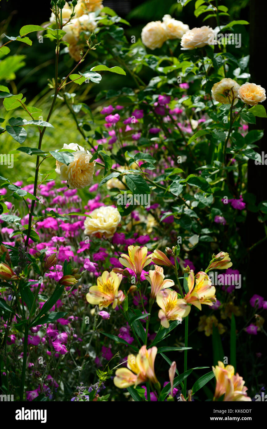 Giallo, piantagione, schema, alstroemeria, rosa, rosa, rose, perenne, giardino, giardini, giardinaggio, RM Floral Foto Stock