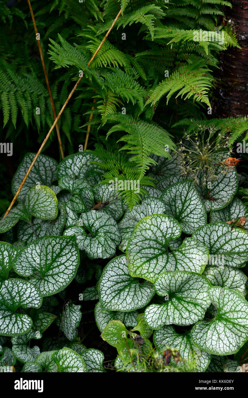 Brunnera macrophylla Jack Frost, dryopteris, felce,frond,foglie,fogliame,all'ombra,ombroso ombreggiate,giardino,giardino,legno,woodland,RM Floral Foto Stock
