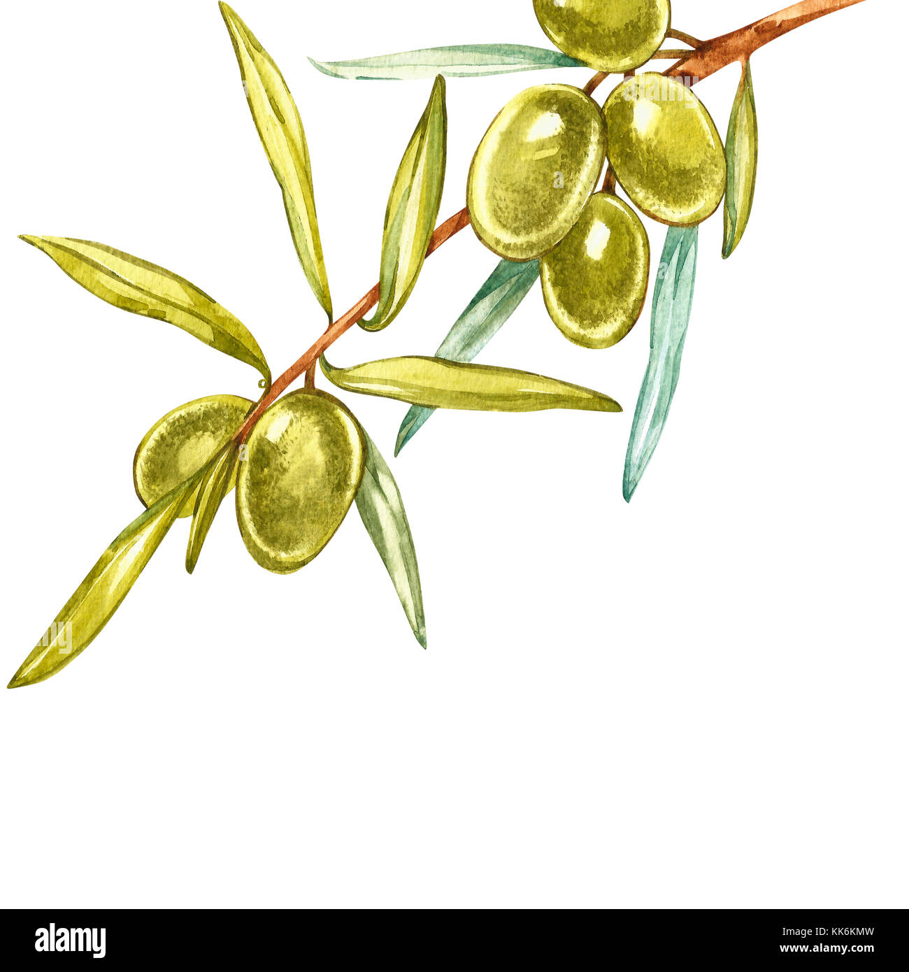 Striscioni con maturi olive nere e verdi su sfondo bianco. design per l'olio d'oliva, di oliva, di confezionamento di prodotti cosmetici naturali, prodotti sanitari. con posto per il testo. Foto Stock