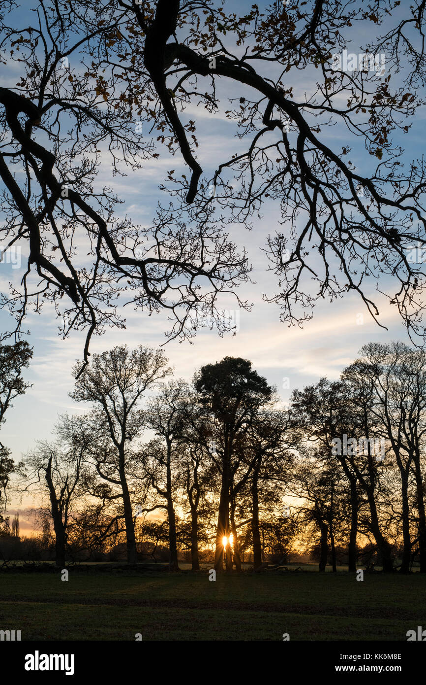 Alberi e un tramonto d'autunno nella campagna del warwickshire. Warwickshire, Inghilterra. Silhouette Foto Stock