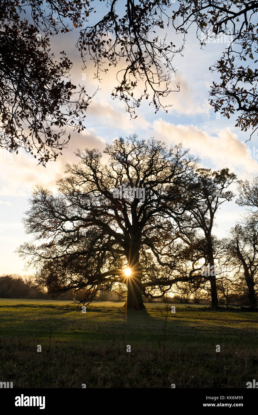 Alberi e un tramonto d'autunno nella campagna del warwickshire. Warwickshire, Inghilterra. Silhouette Foto Stock