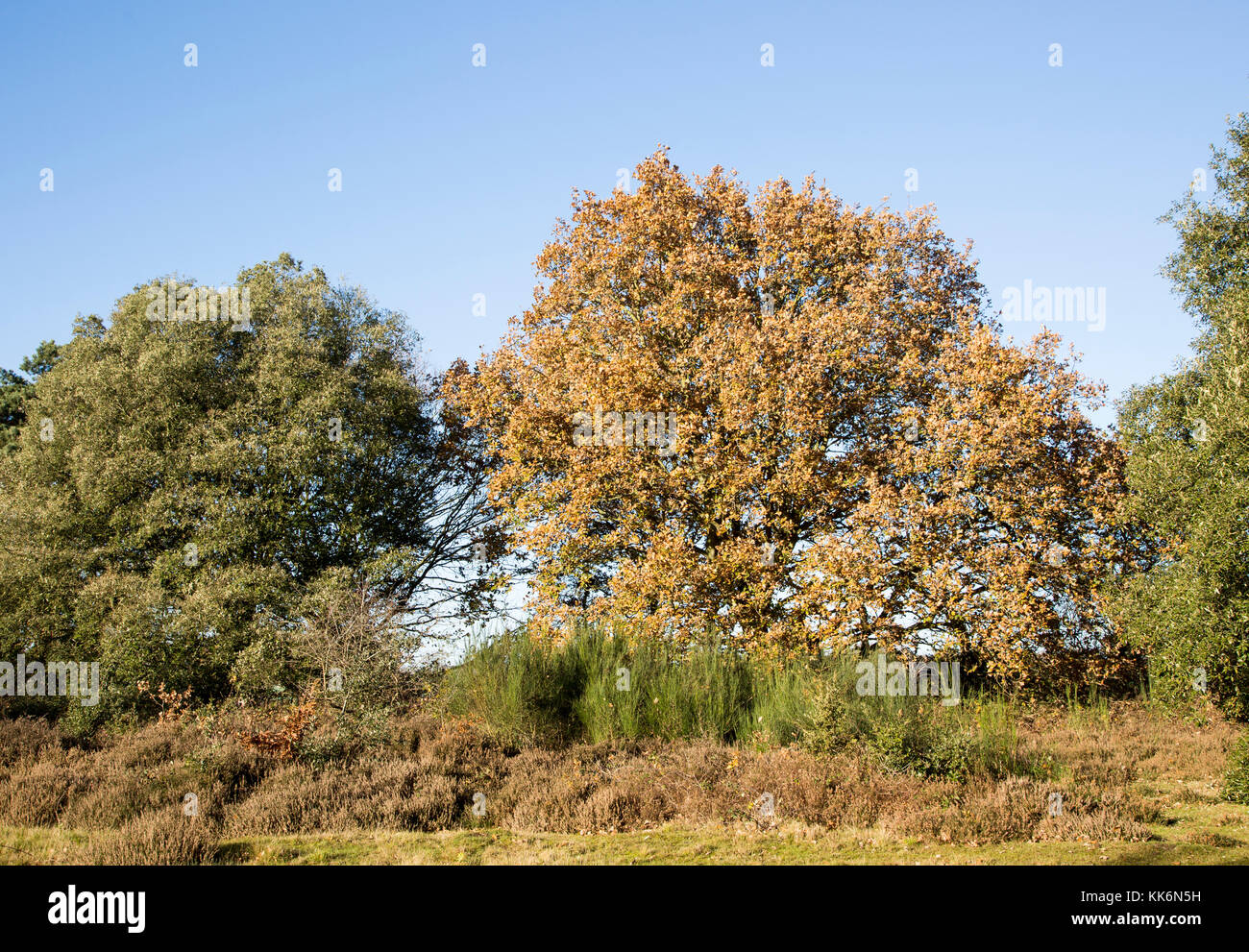 Quercus ilex leccio e Quercus robur farnia, brughiera autunno, Shottisham, Suffolk, Inghilterra, Regno Unito Foto Stock