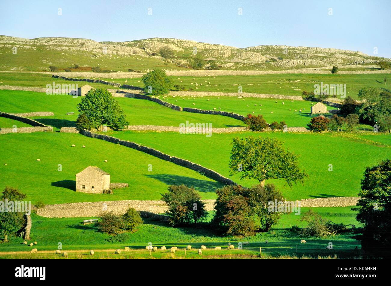Pennine farm paesaggio con campi, i muri di pietra e le stalle vicino Kettlewell in Wharfedale nello Yorkshire Dales National Park in Inghilterra Foto Stock