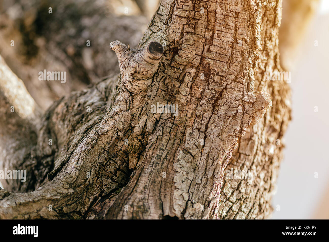 Vecchio olivo corteccia texture in frutteto coltivato, naturale sfondi organici Foto Stock