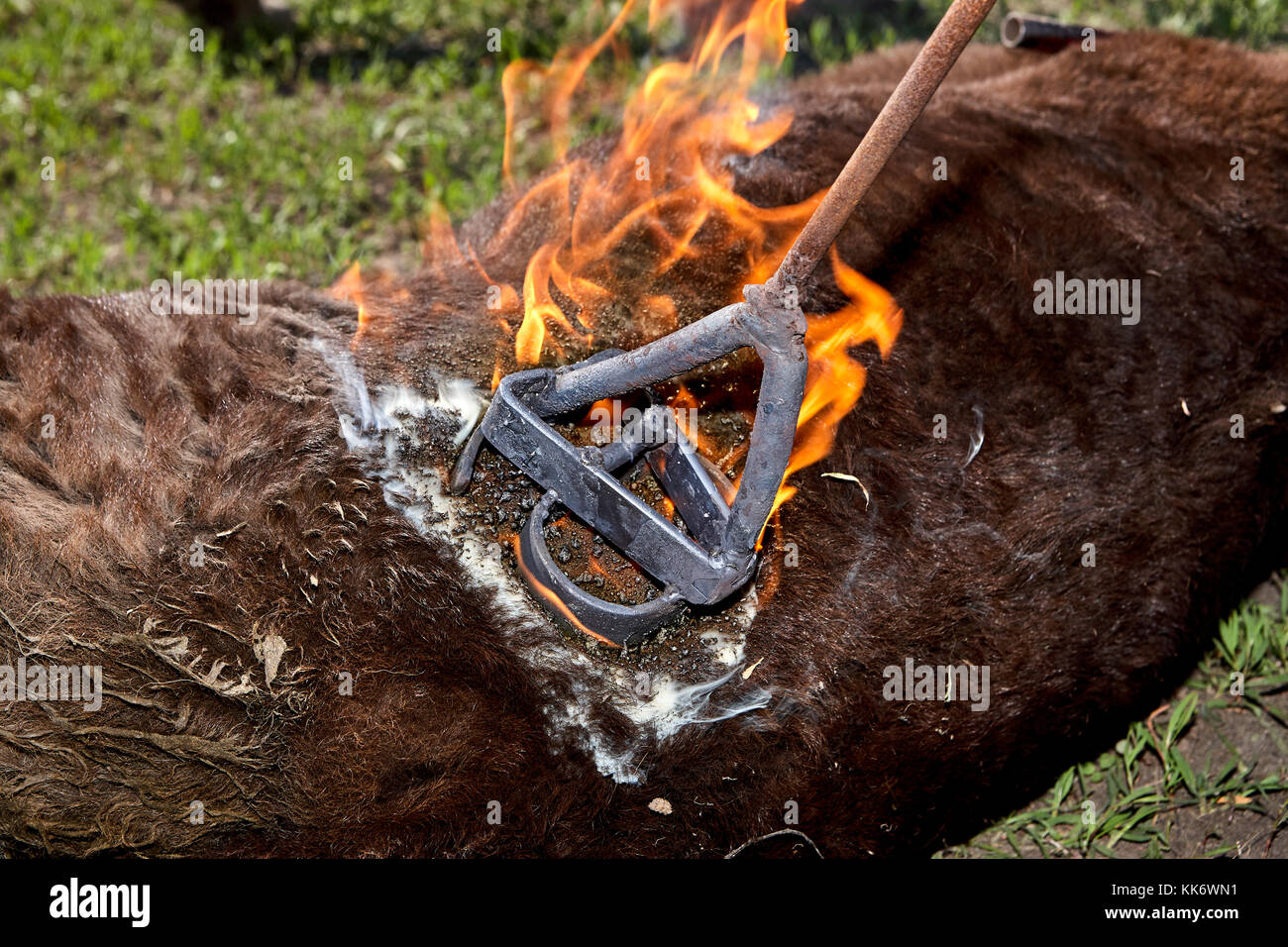 Red Hot branding ferro provocando flaming quando applicato al fianco di un vitello yearling Foto Stock