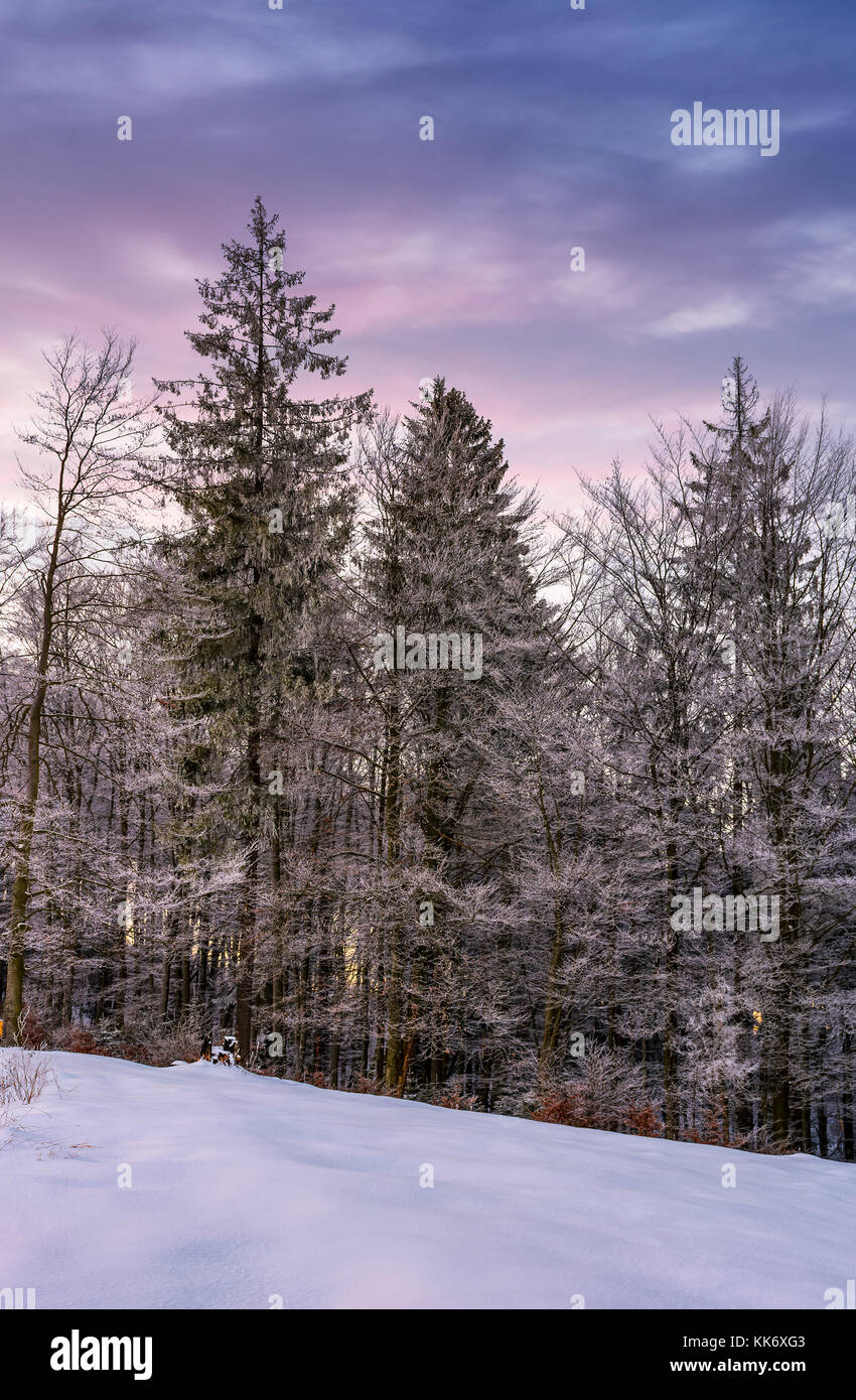 Foresta di brina sul pendio nevoso all'alba. stupendo paesaggio naturale in inverno con cielo magenta Foto Stock