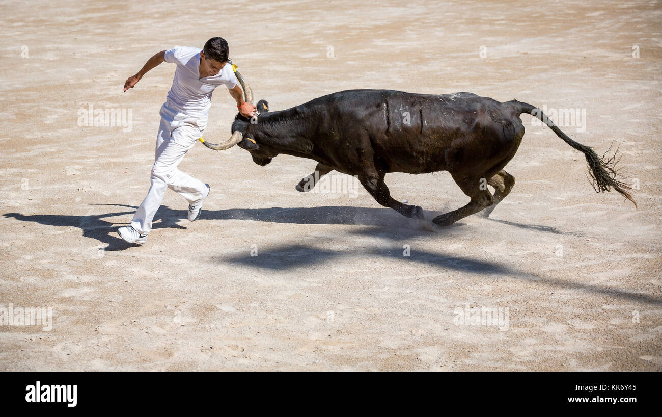 Il torero tenta di rimuovere la rosetta, nappe e stringhe dalla testa di un toro Camargue, Arles, Francia Foto Stock