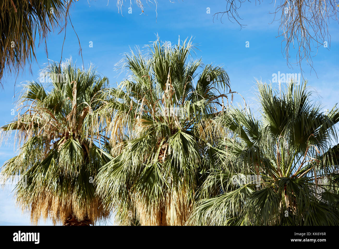 Ceduo di palme tropicali nel parco nazionale della valle della morte in una vista ravvicinata sul loro fronde un corone contro un cielo blu Foto Stock