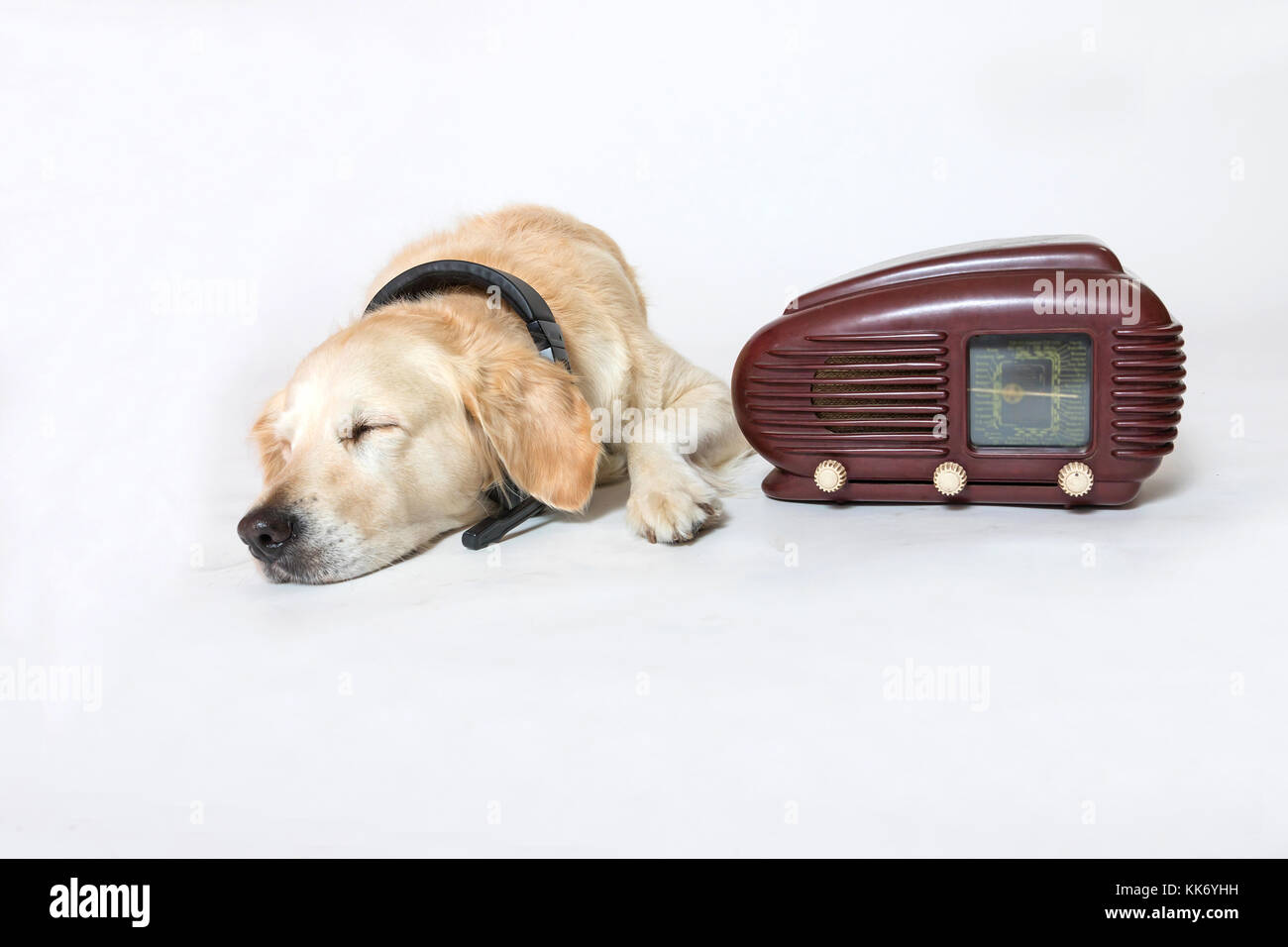 Studio shot di Golden Retriever cane con le cuffie è addormentato accanto al vintage radio su sfondo chiaro. Tutti i potenziali registrati vengono rimossi. Foto Stock