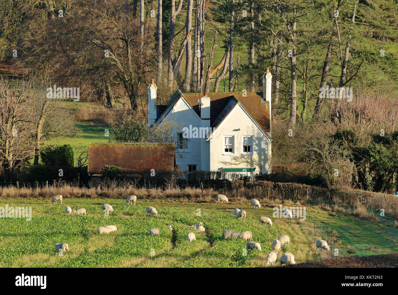 Un inglese rurali paesaggio invernale nella Chiltern Hills con pecore al pascolo e la casa bianca Foto Stock