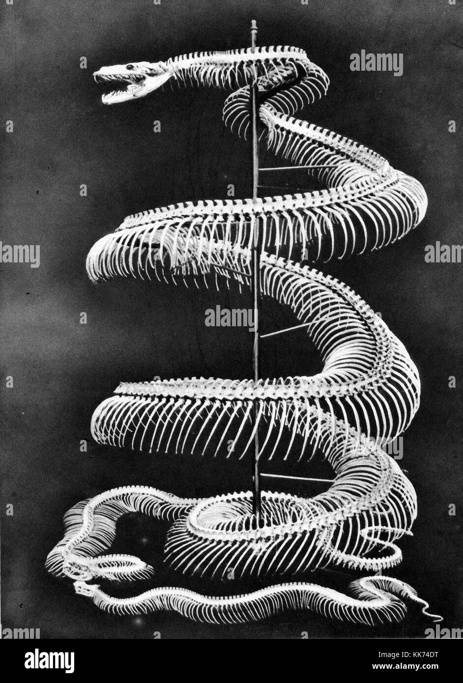 Lo scheletro di un pitone Malay con quelle di un Rattlesnake (retro) e un acqua mocassino Snake (anteriore ) - 1920's illustrazione Foto Stock