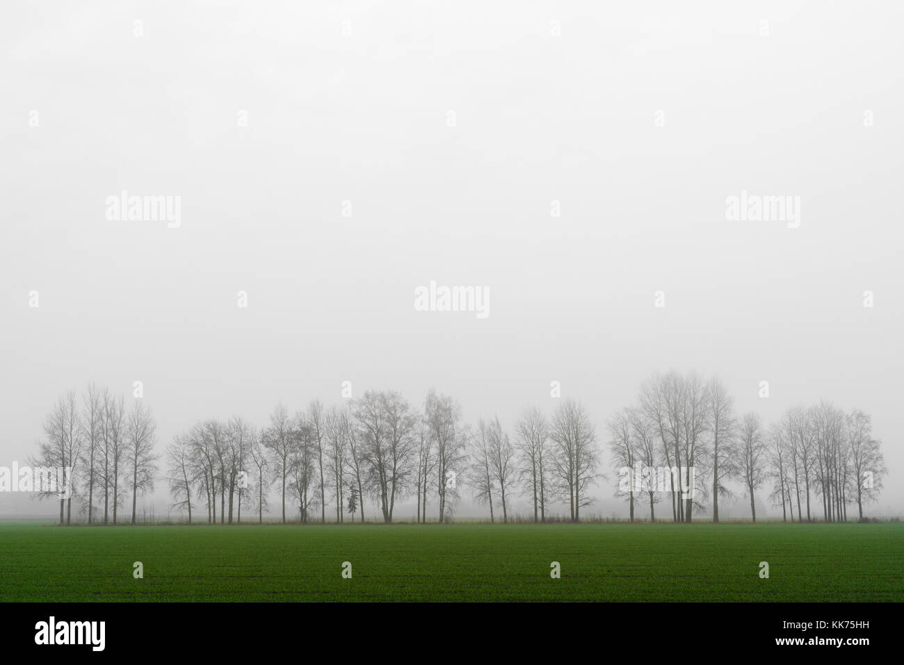 Fila di alberi sfrondato contro Bianco cielo nebbioso e campo verde in primo piano Foto Stock