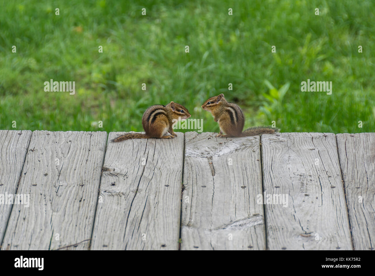 Due selvatici chipmunks orientale rivolto verso altri altri su un deck house durante la stagione di accoppiamento Foto Stock