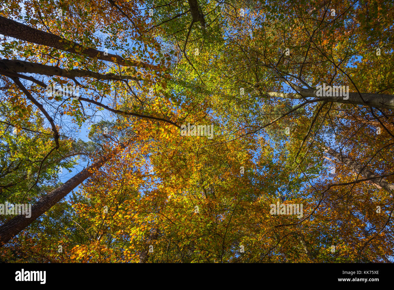 Vista verso le cime degli alberi con colorati fogliame di autunno e cielo blu, montagne Vosges, l'Alsazia, Francia Foto Stock