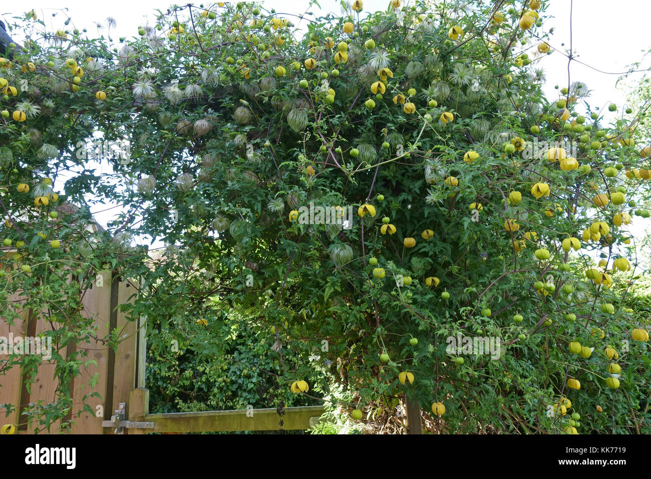 Golden clematis, Clematis tangutica, la fioritura e la semina su un giardino di gate e una siepe di conifere, Berkshire, Settembre Foto Stock