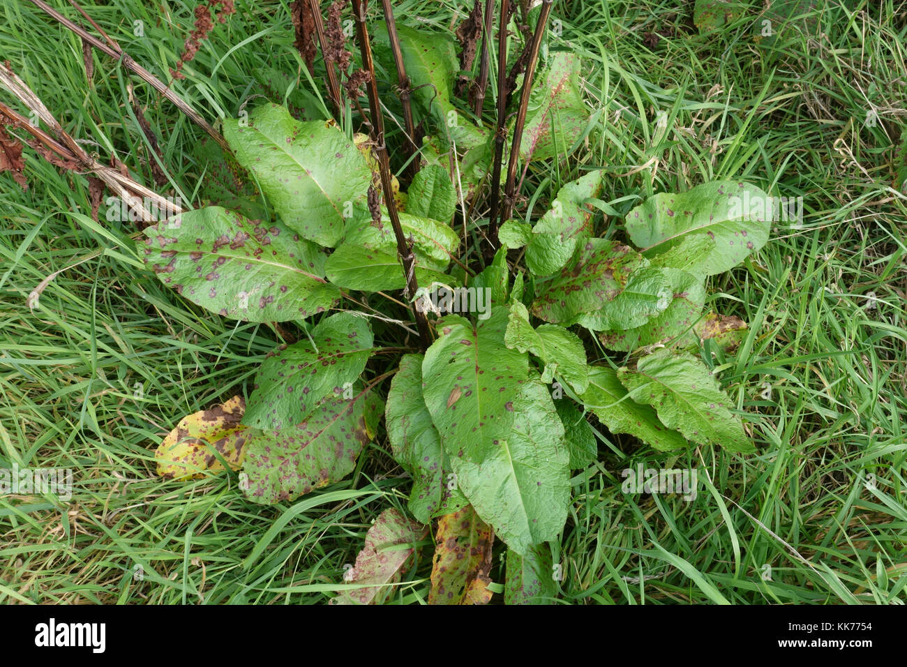 Di latifoglie, dock Rumex obtusifolius, lascia in pascolo dopo la fioritura e la semina, Berkshire, Settembre Foto Stock