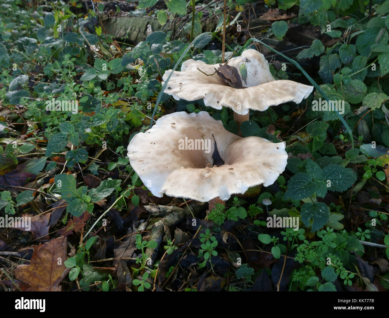 Trooping imbuto o del monaco, testa Infundibulicybe geotropa, funghi di bosco piano in autunno, Berkshire, Ottobre Foto Stock