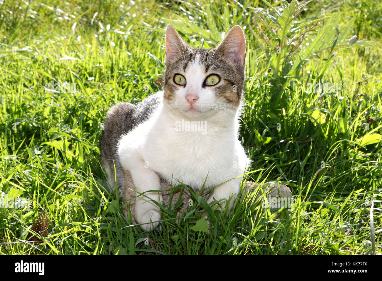 Il gatto domestico, nero tabby bianco, sdraiati su un prato verde Foto Stock