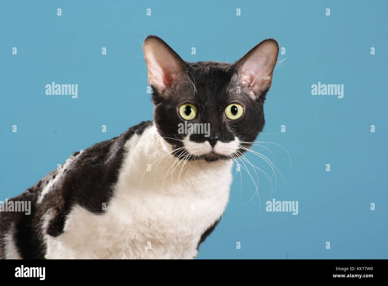 Il tedesco rex, ritratto Foto Stock