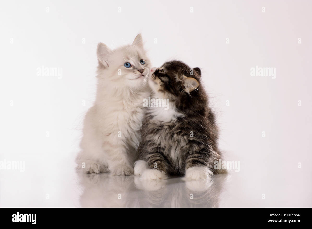 Sibirian cat e neva masquarade gattino Foto Stock